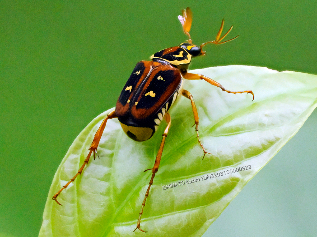 オキナワトラフハナムグリ褐色型雄