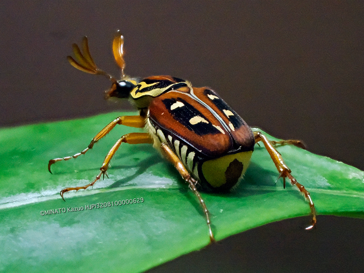 オキナワトラフハナムグリ褐色型雄