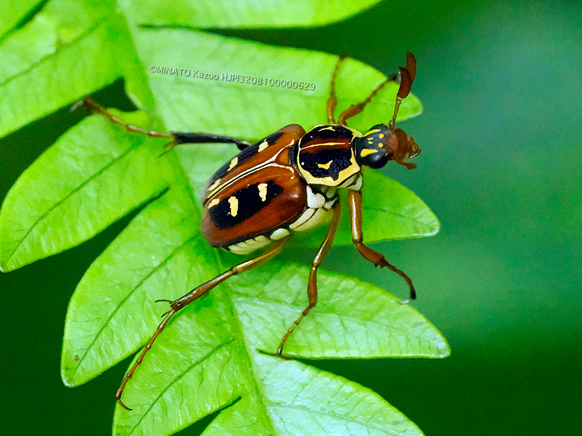 オキナワトラフハナムグリ褐色型雄
