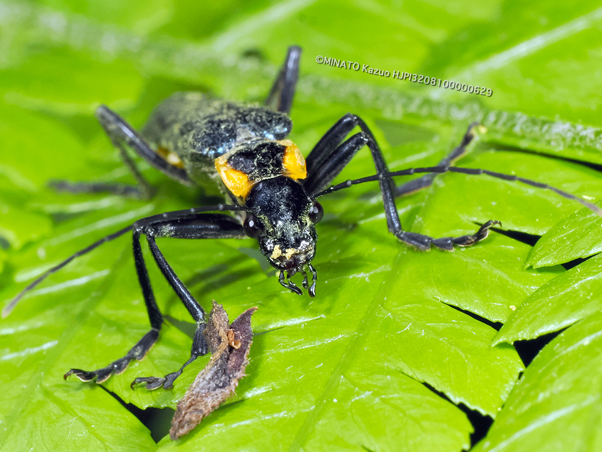 オキナワアオジョウカイ