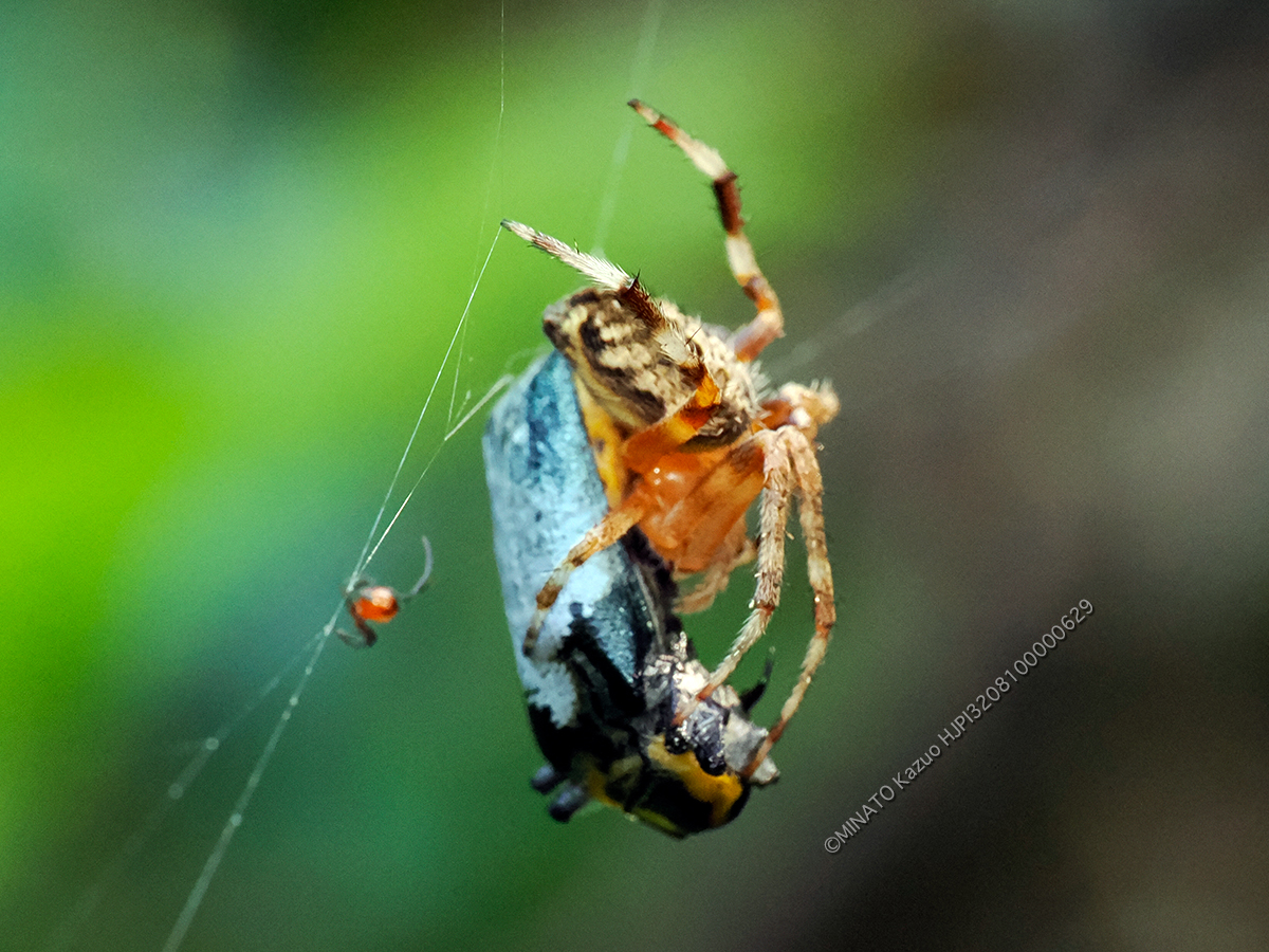 ヤマシロオニグモ