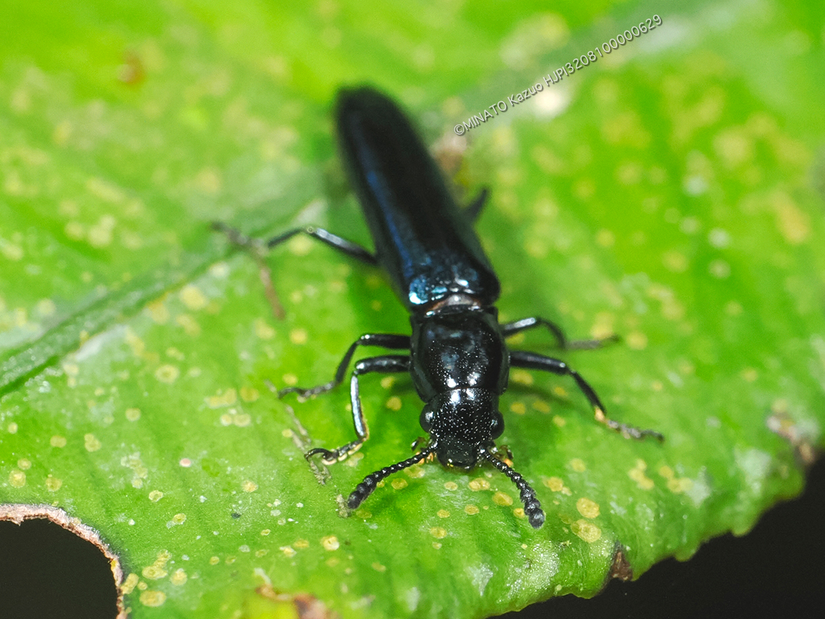 チュウジョウコメツキモドキ