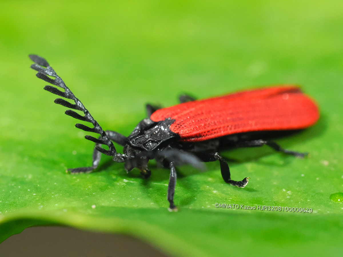 ベニボタルの1種
