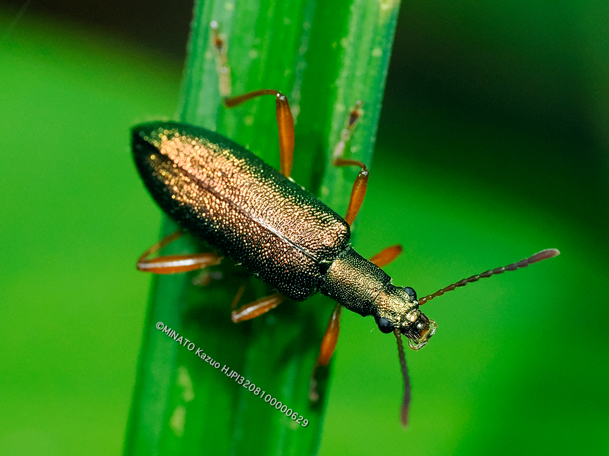 アオミアオハムシダマシ