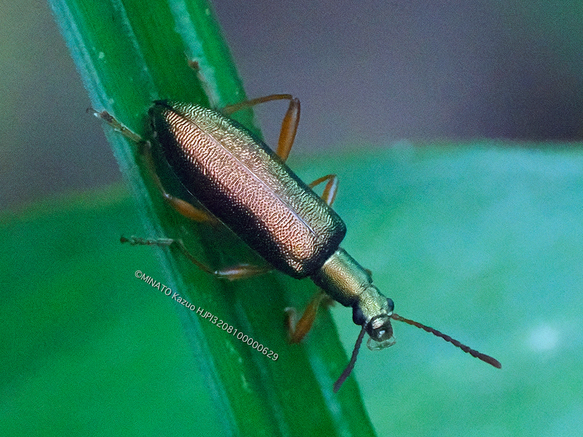 アオミアオハムシダマシ