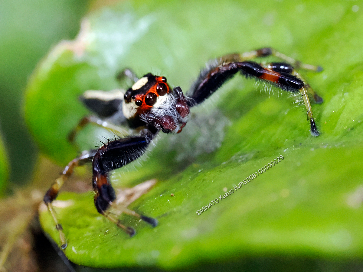 タテスジハエトリ雄