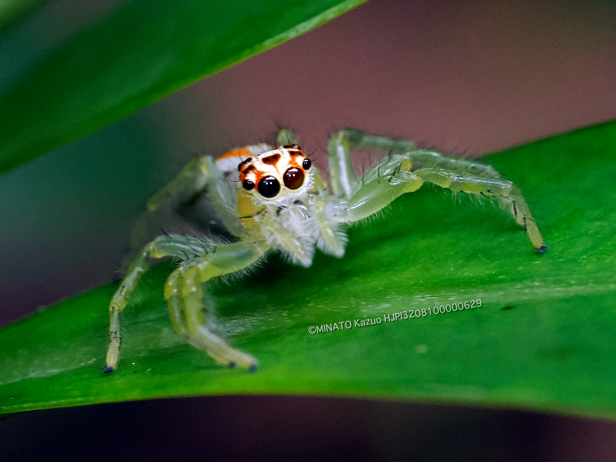 タテスジハエトリ雌