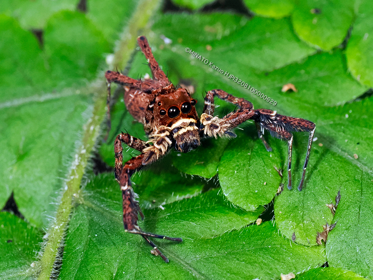 ケアシハエトリ