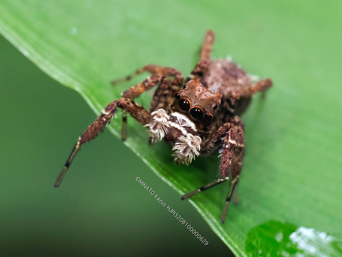 ケアシハエトリ