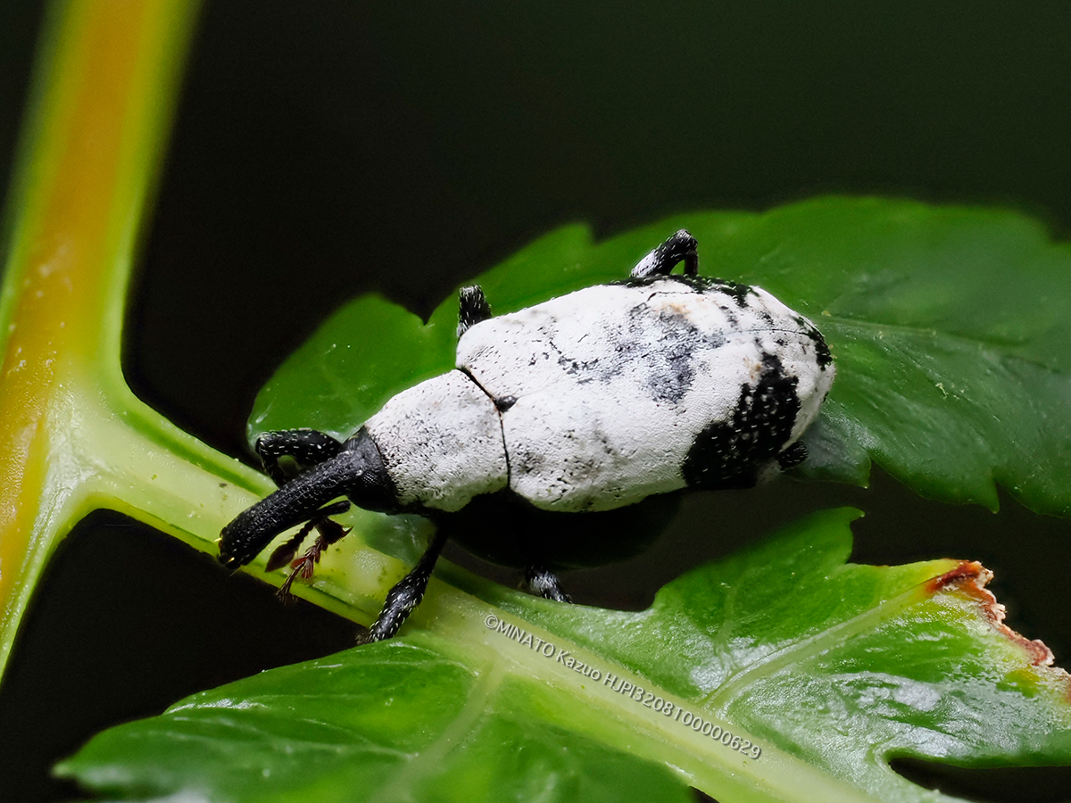 シロアナアキゾウムシ