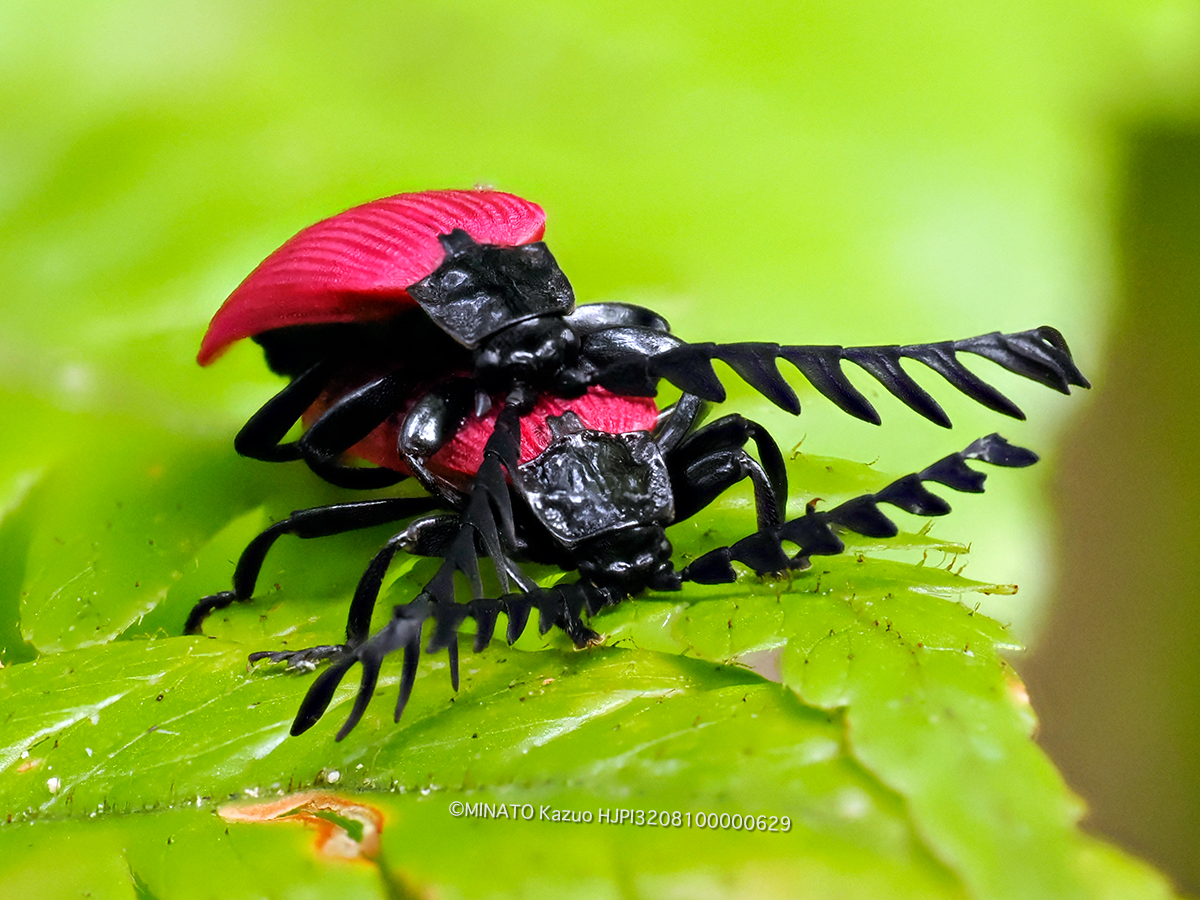 オオシマカクムネベニボタル
