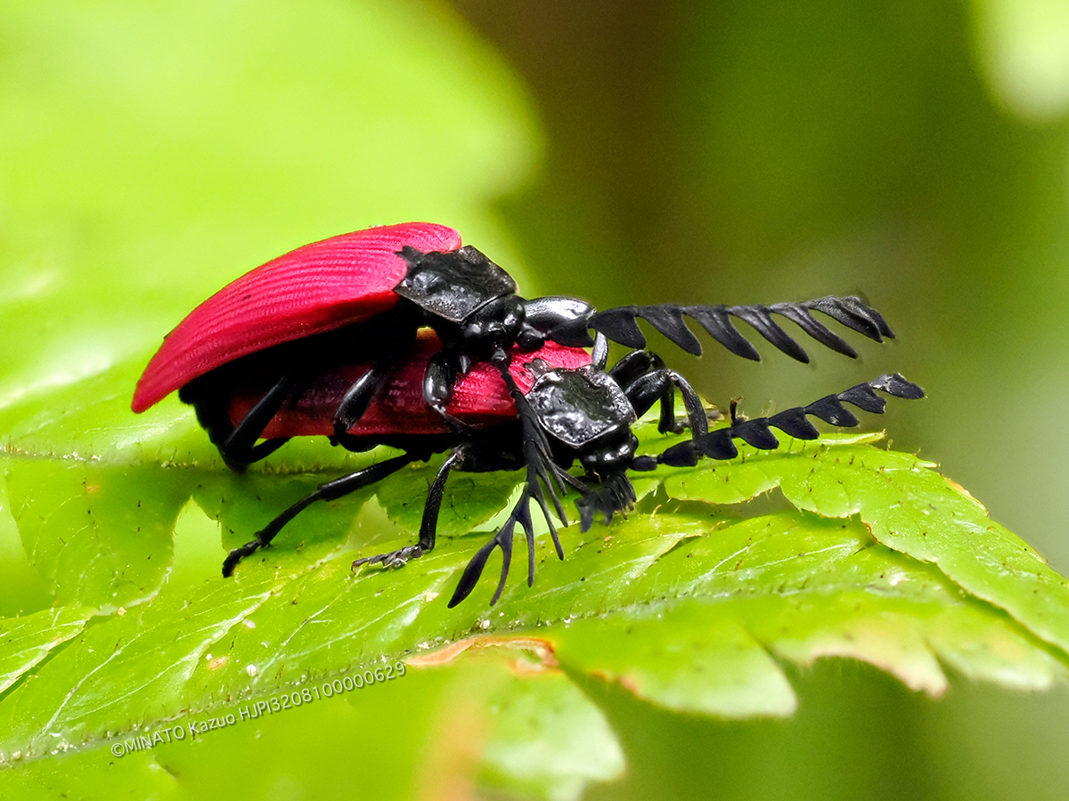 オオシマカクムネベニボタル