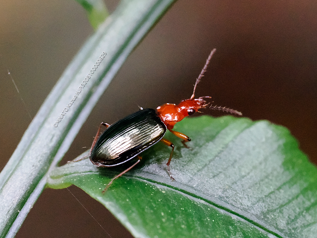 クビアカキリヒラタゴミムシ