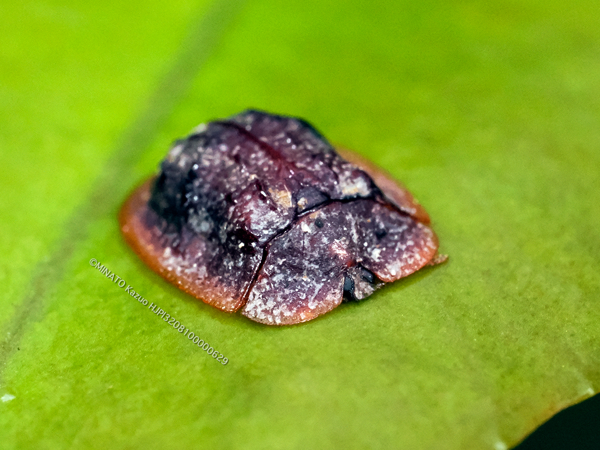 アカヒラタカメノコハムシ