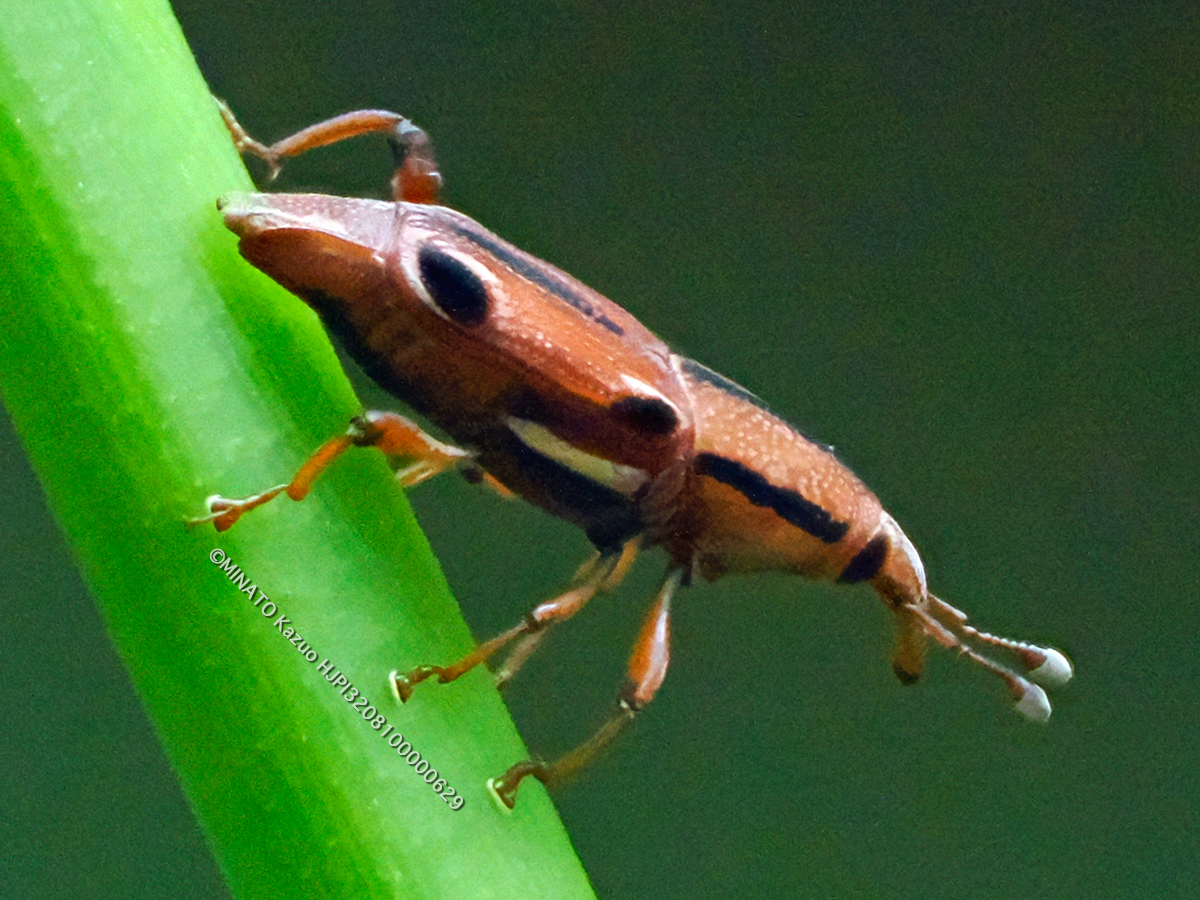 ヨツメオサゾウムシ