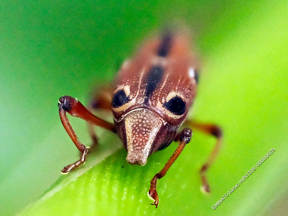 ヨツメオサゾウムシ