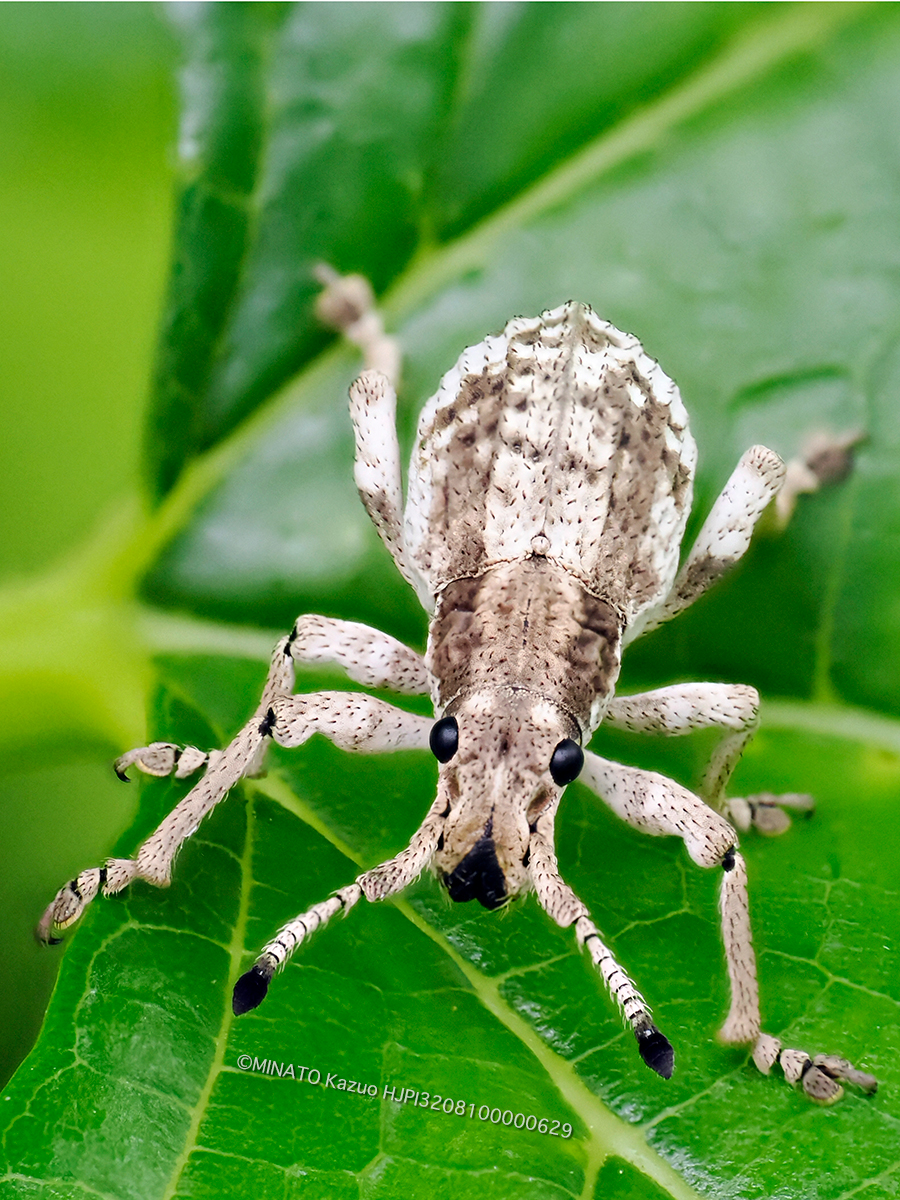 オキナワクワゾウムシ