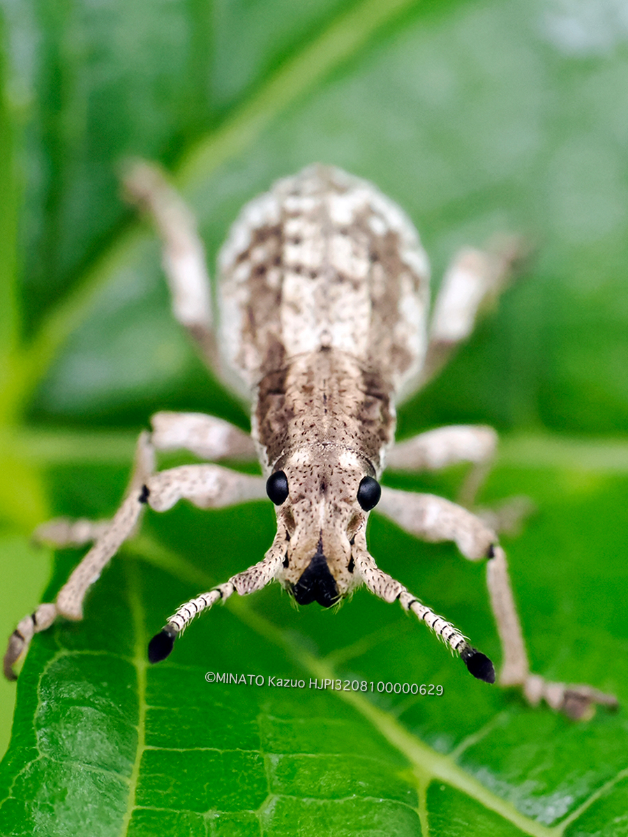 オキナワクワゾウムシ