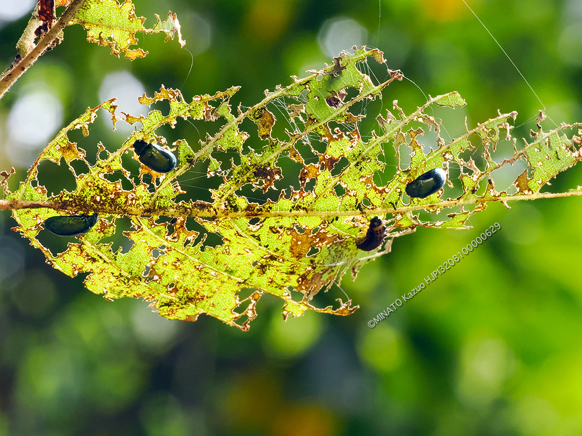 タイワンハムシ