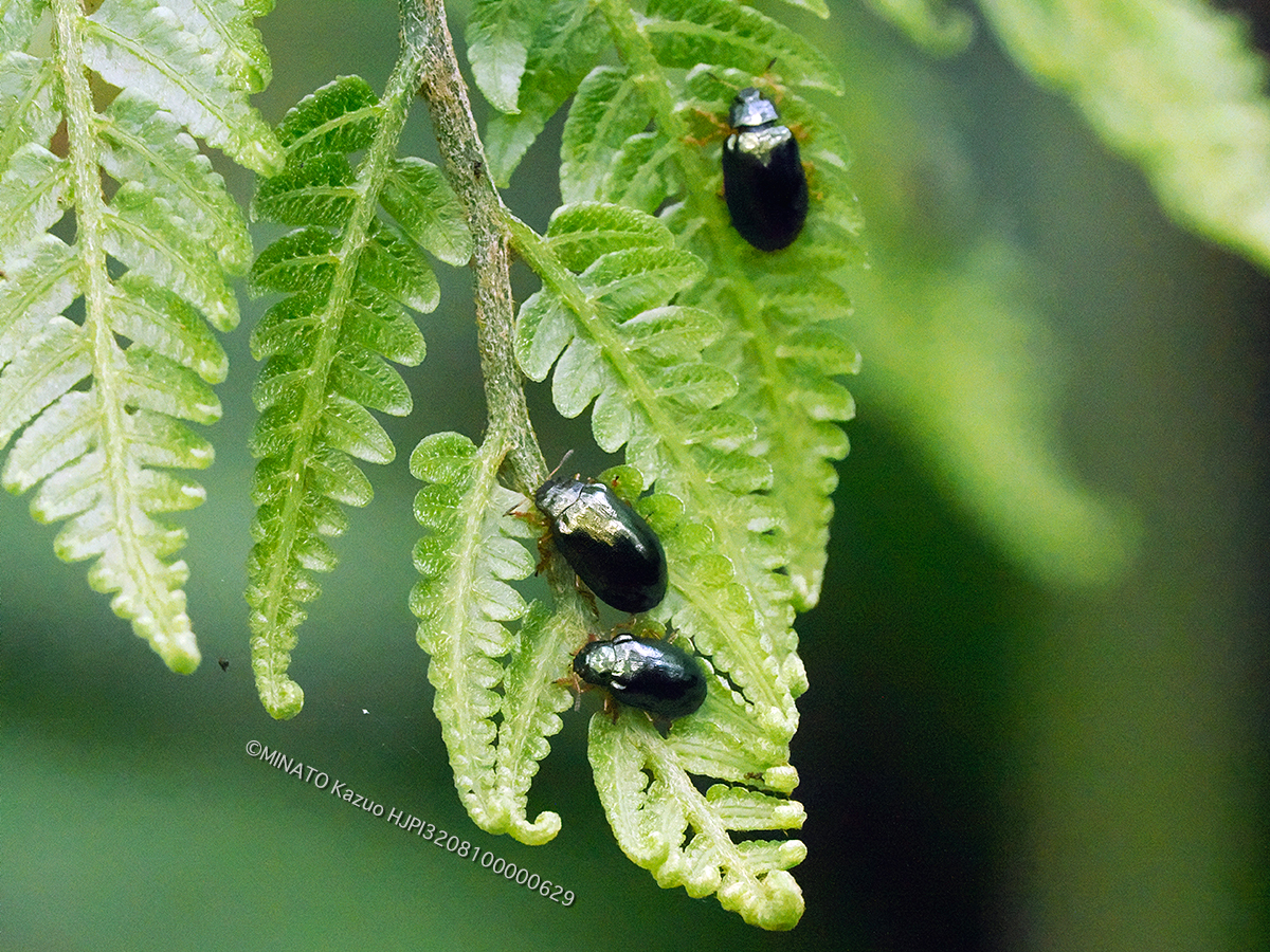 タイワンハムシ
