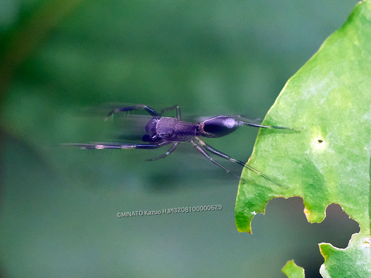 クワガタアリグモ？