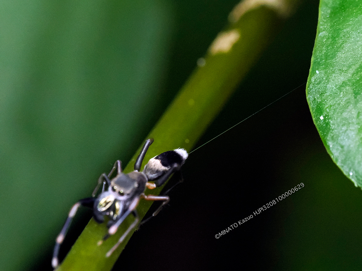 クワガタアリグモ？