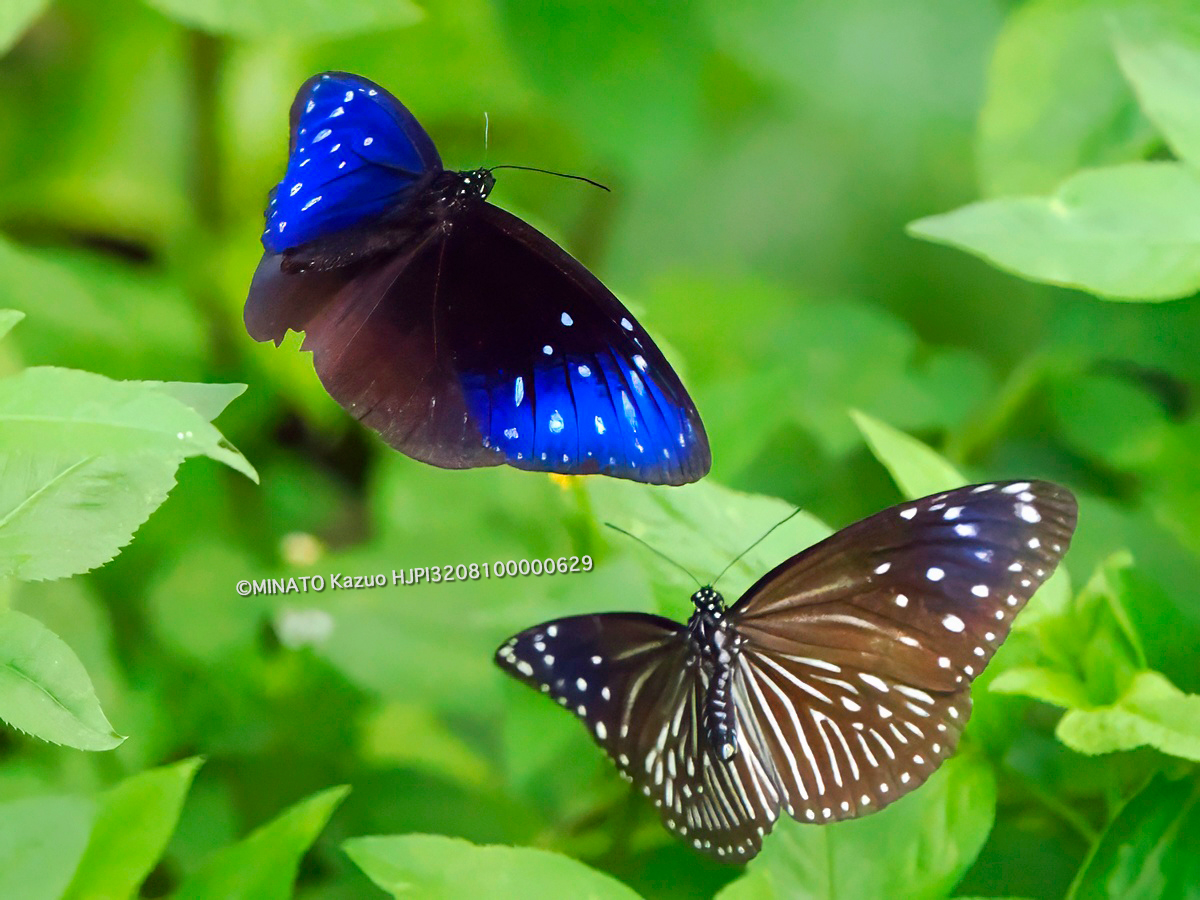 ツマムラサキマダラ求愛