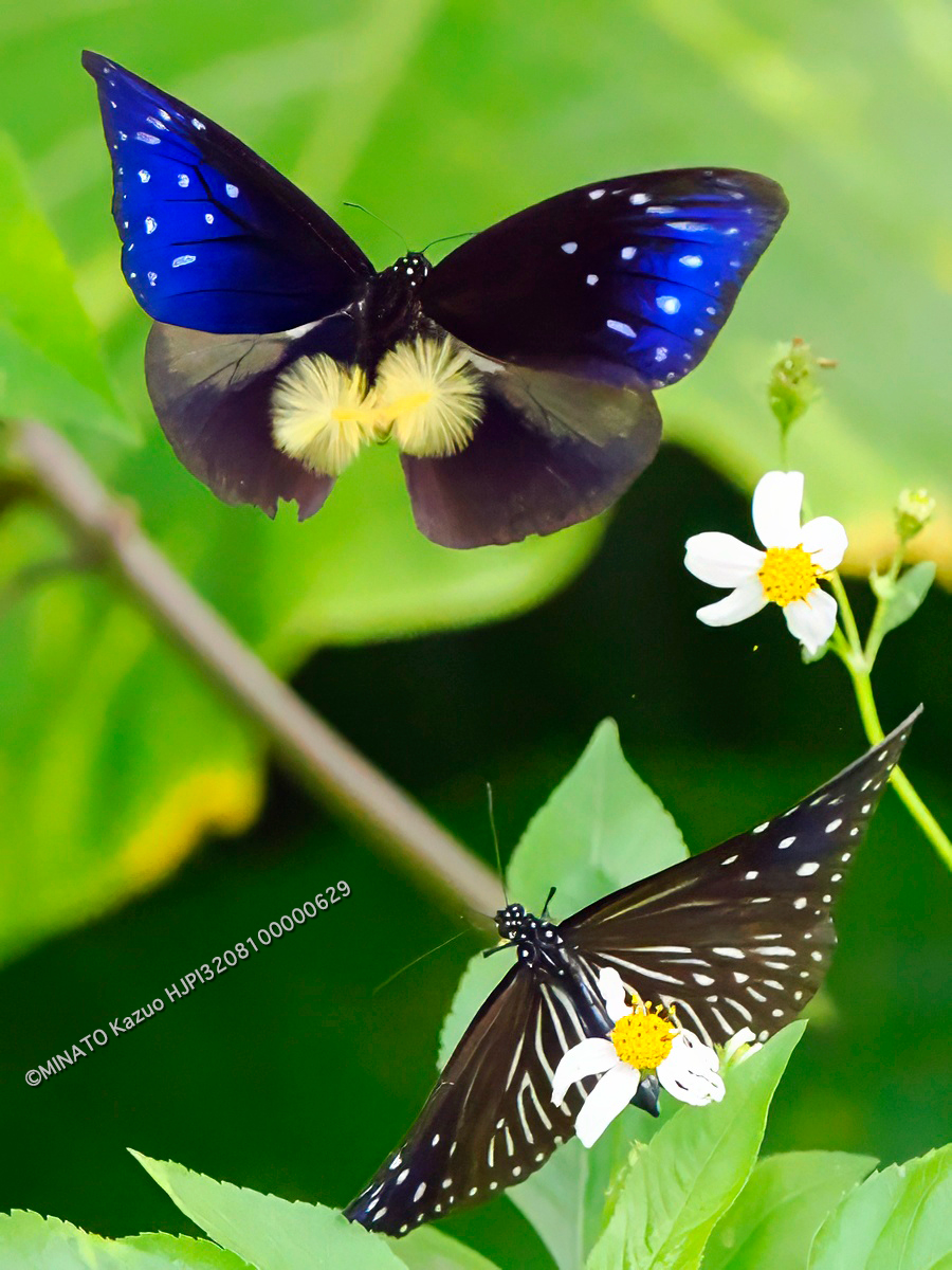 ツマムラサキマダラ求愛