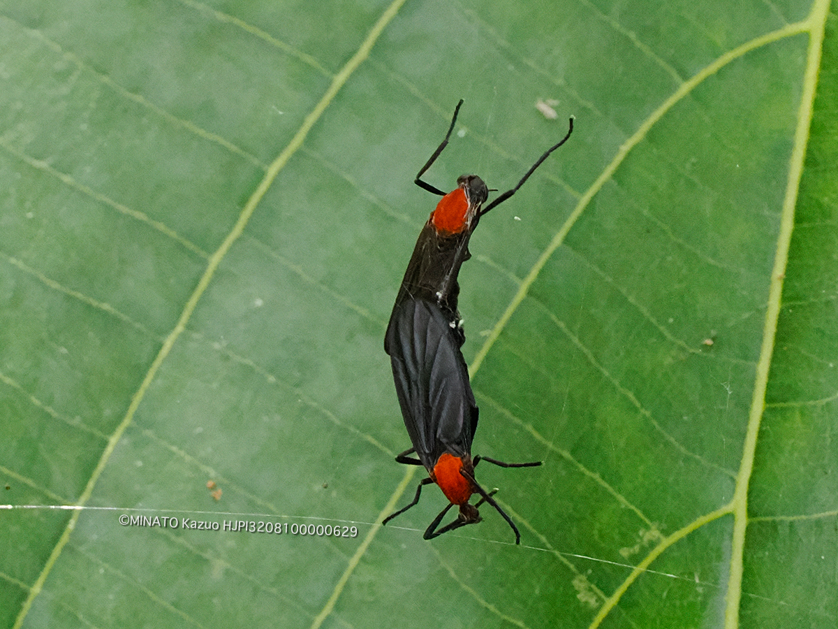 ヒイロトゲナシケバエ