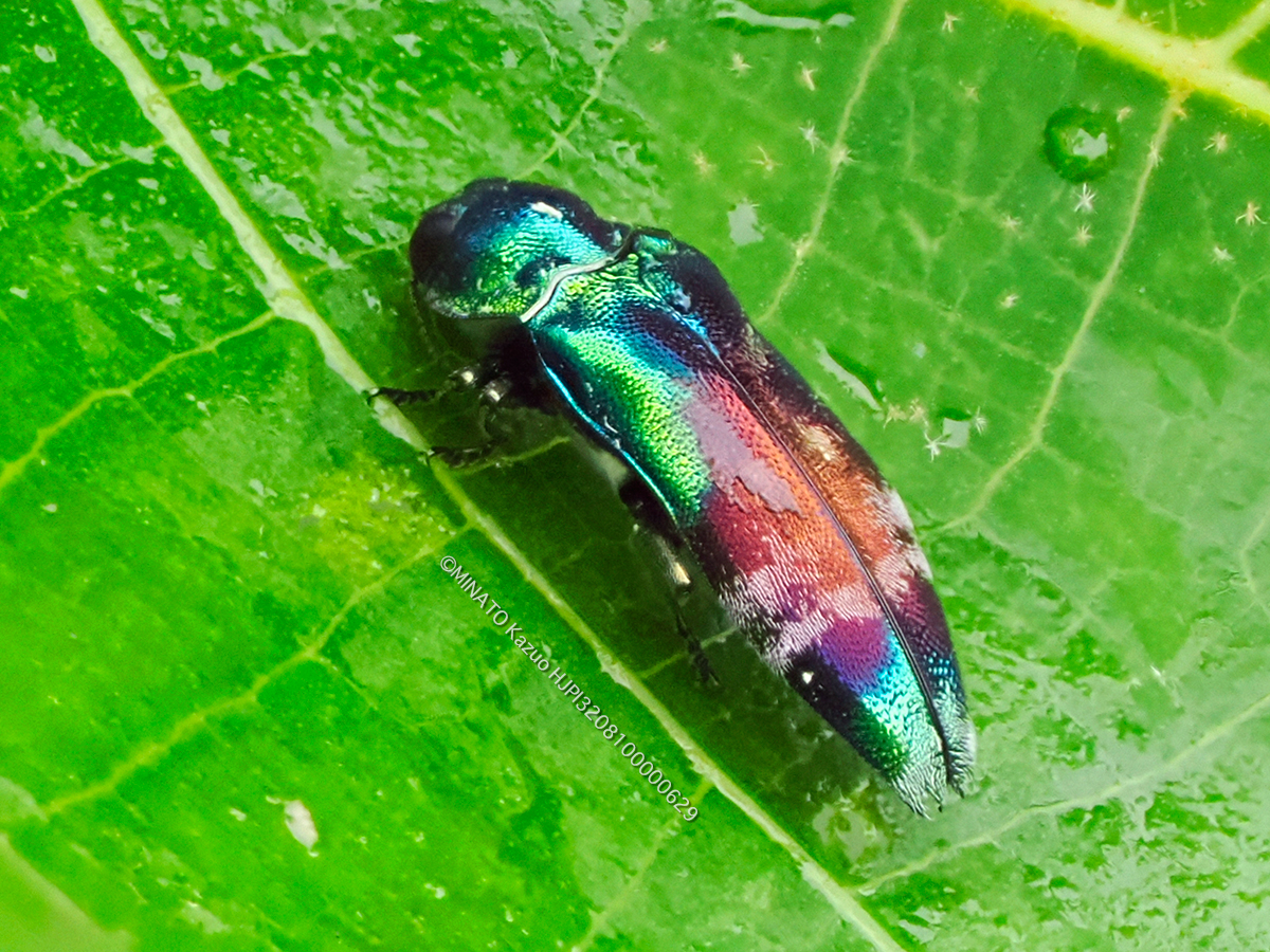 ミドリナカボソタマムシ