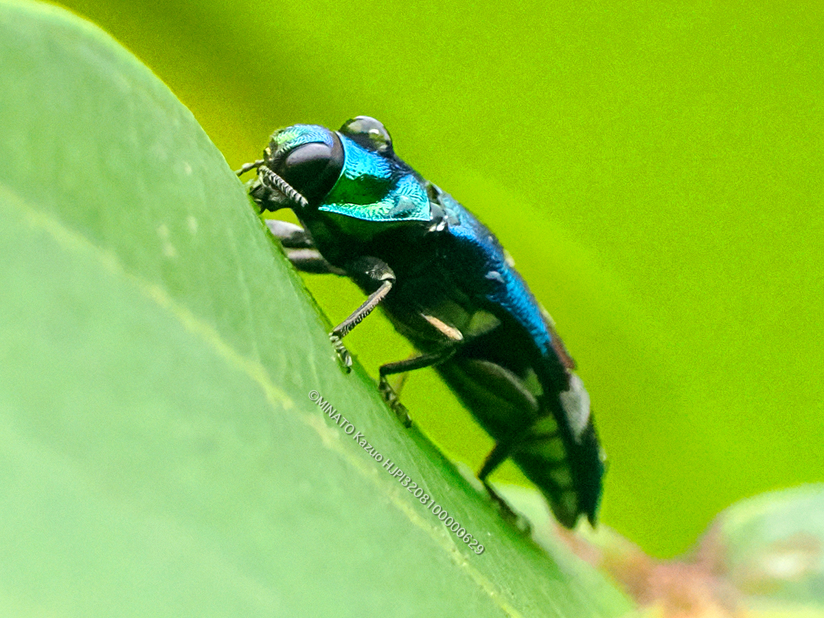 ミドリナカボソタマムシ