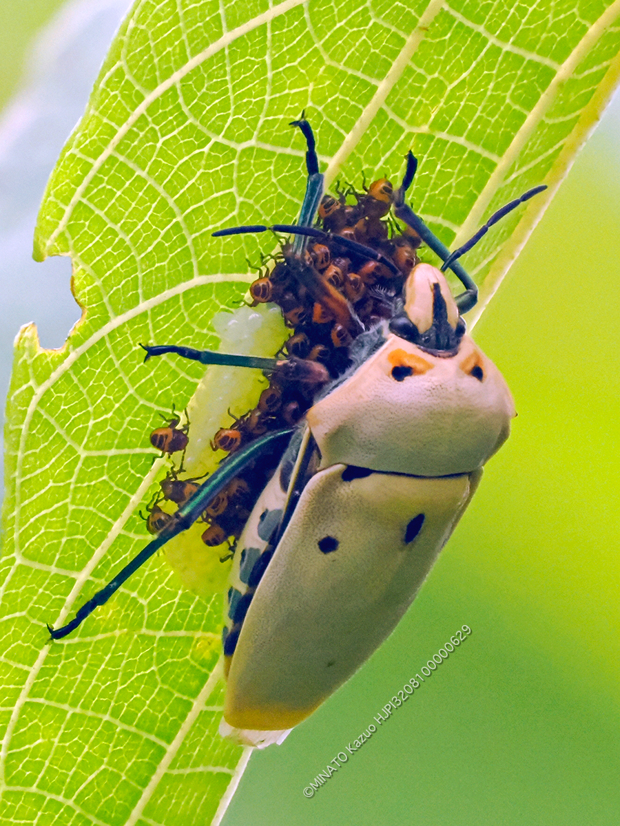 アカギカメムシ