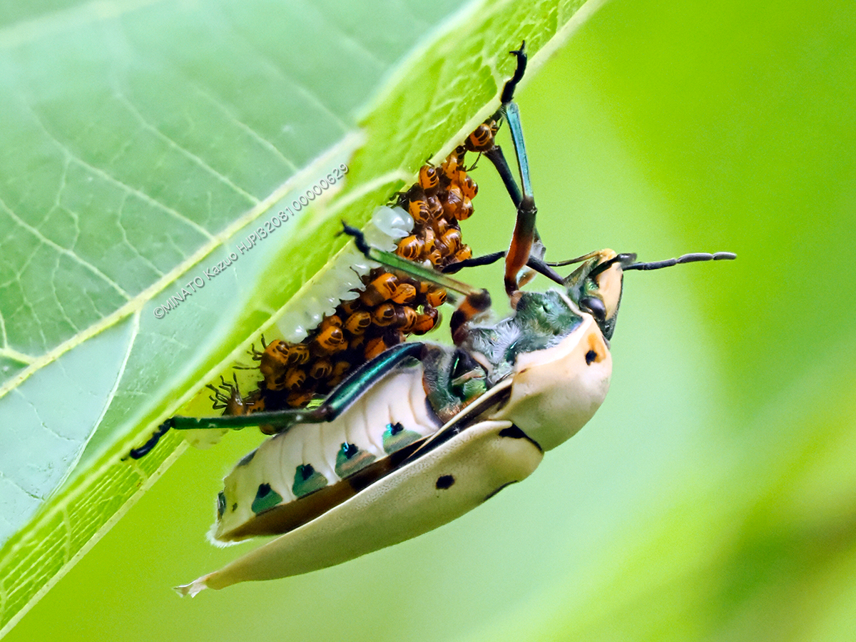 アカギカメムシ