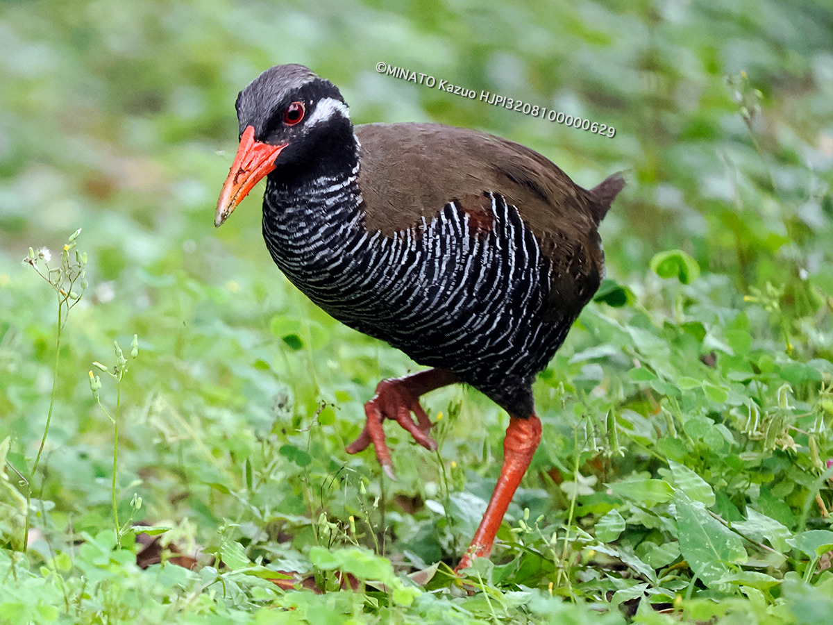ヤンバルクイナ ヤンバルクイナ