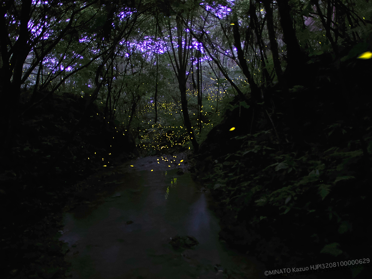 クロイワボタル クロイワボタル