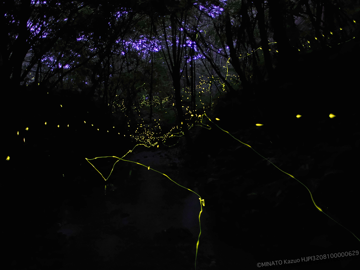 クロイワボタルとオキナワスジボタル クロイワボタルとオキナワスジボタル