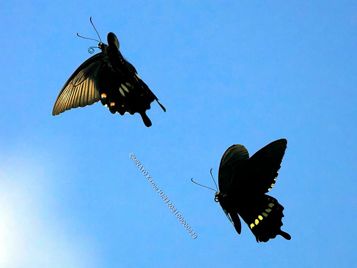 シロオビアゲハ シロオビアゲハ