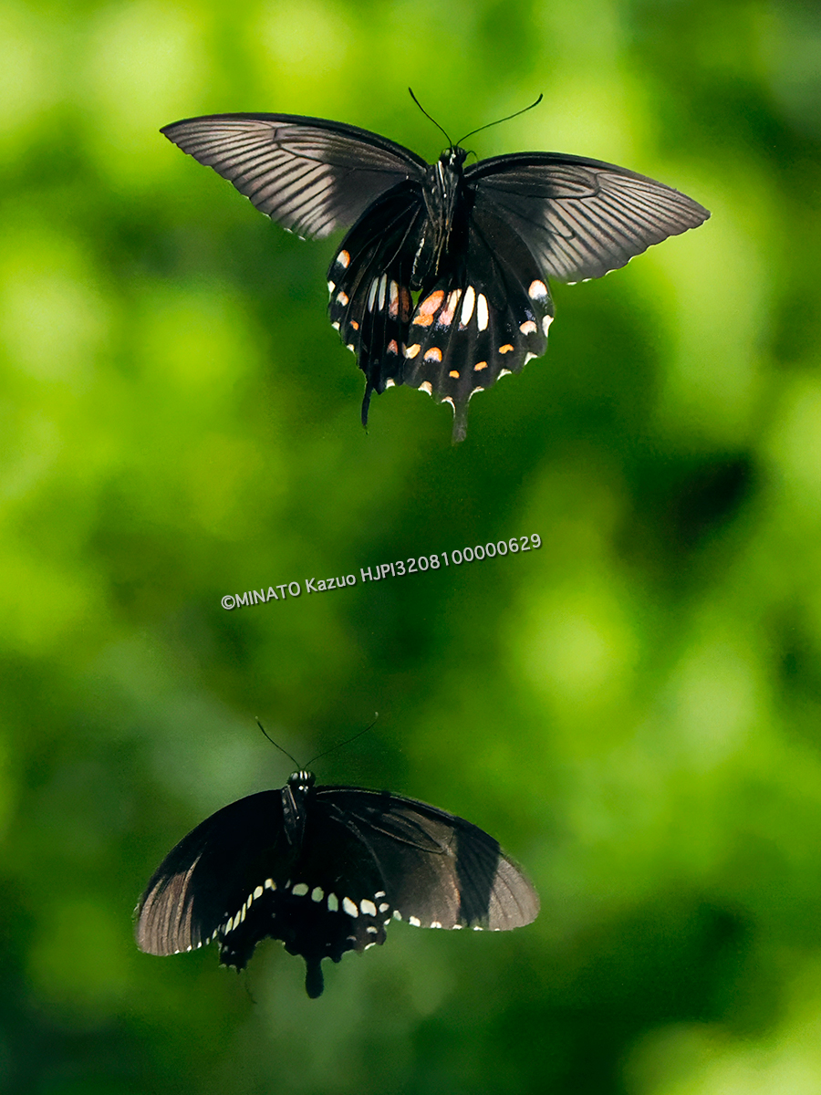 シロオビアゲハ シロオビアゲハ