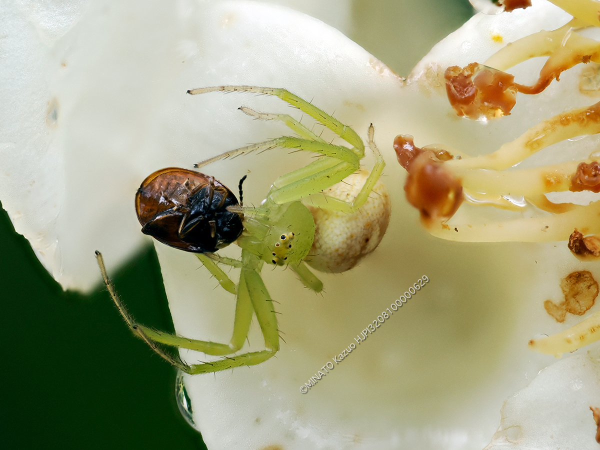 コハナグモ コハナグモ