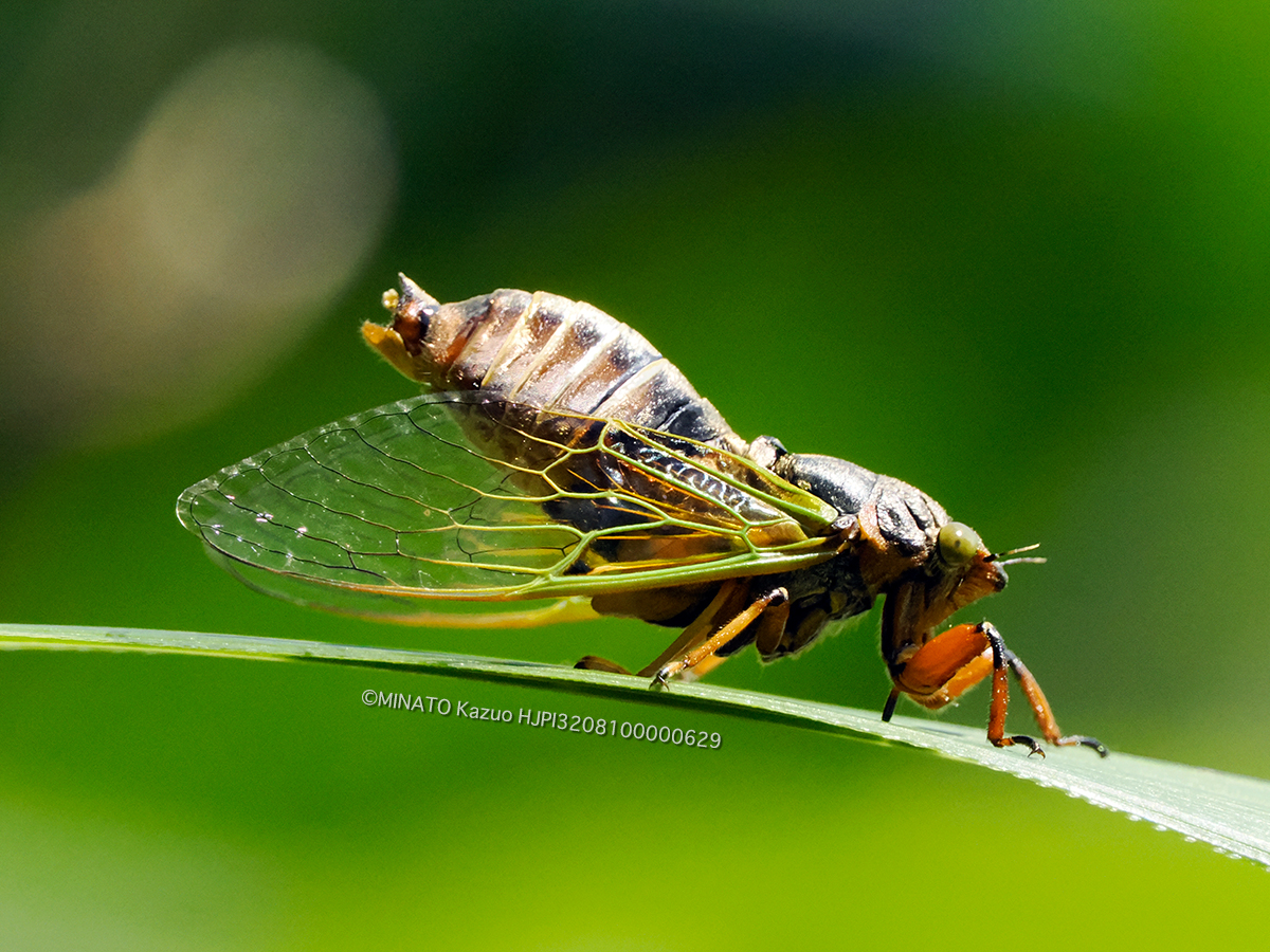 イワサキクサザミ イワサキクサザミ