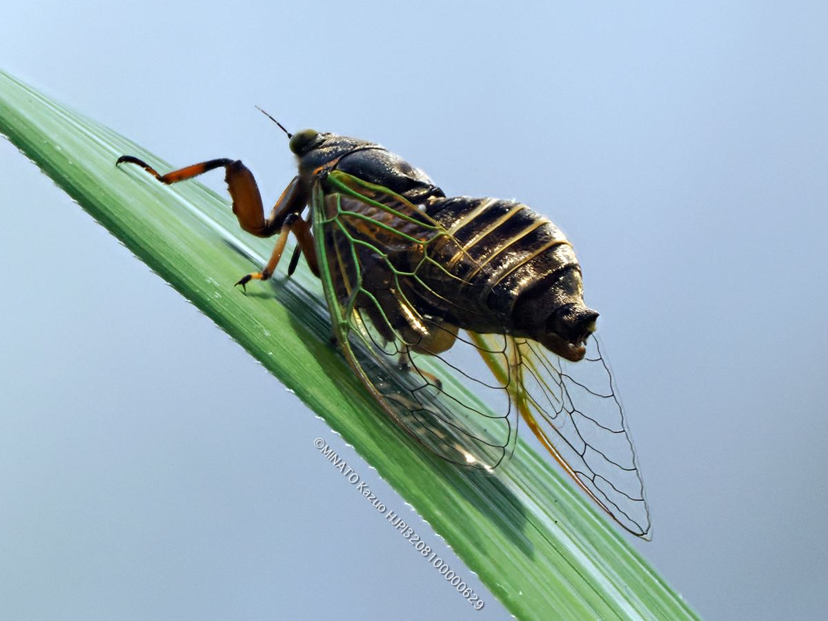 イワサキクサザミ イワサキクサザミ