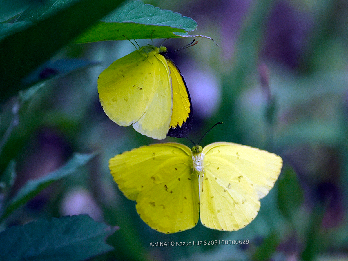 キチョウ キチョウ