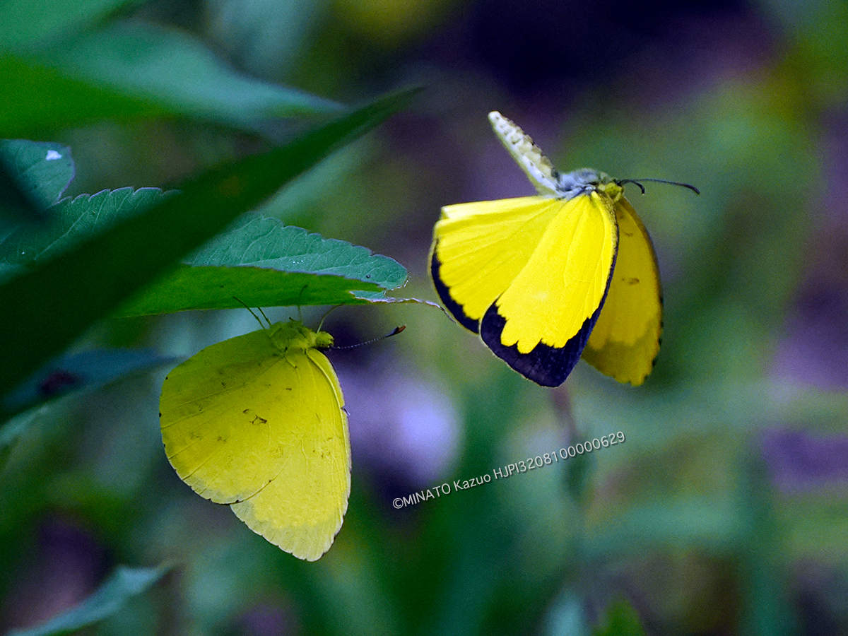 キチョウ キチョウ