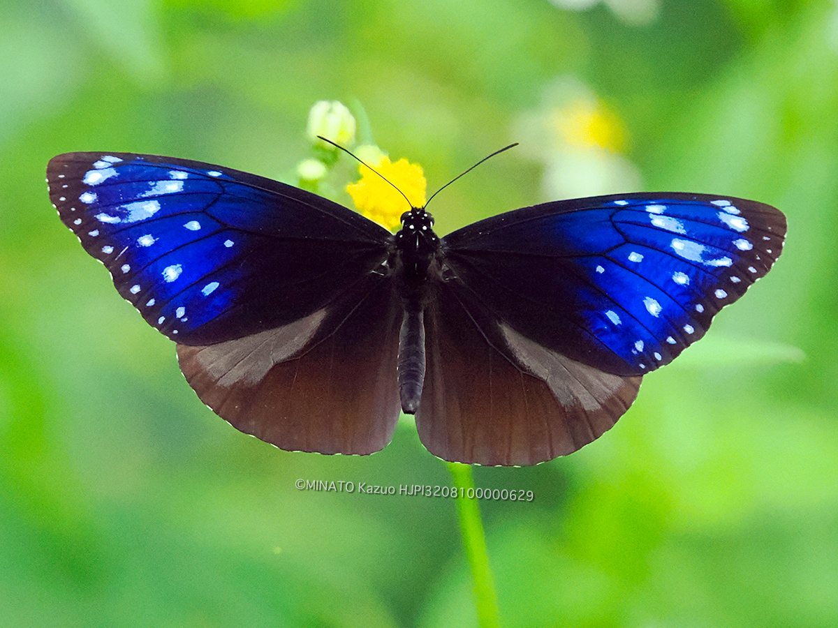 ツマムラサキマダラ雄 ツマムラサキマダラ雄