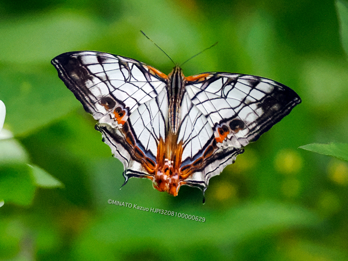 イシガケチョウ イシガケチョウ