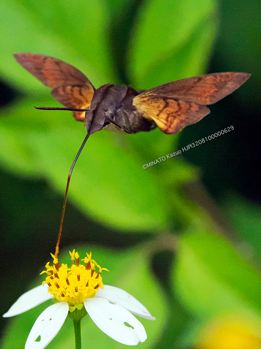 イチモンジホウジャク イチモンジホウジャク