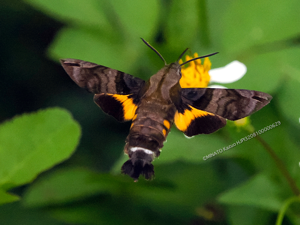 イチモンジホウジャク イチモンジホウジャク