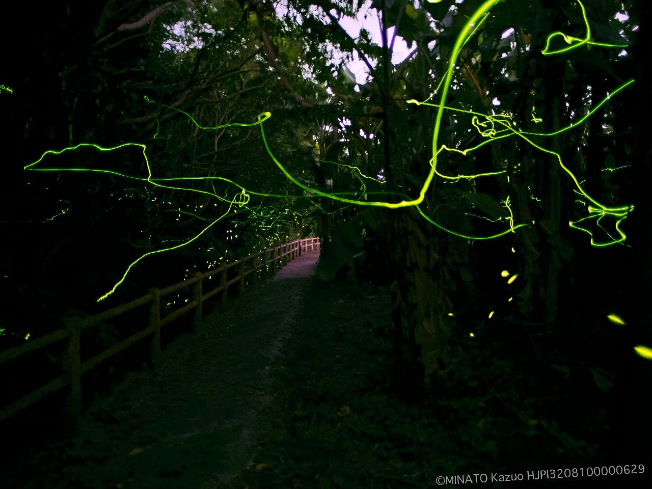 オキナワスジボタル・クロイワボタル オキナワスジボタル・クロイワボタル