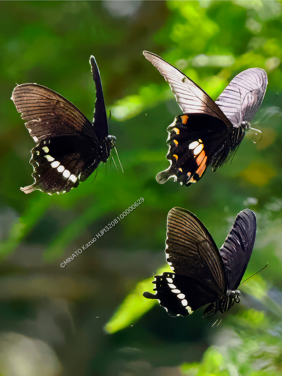 シロオビアゲハ シロオビアゲハ