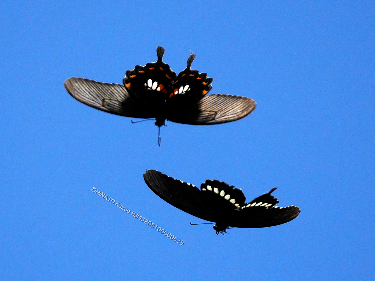 シロオビアゲハ シロオビアゲハ